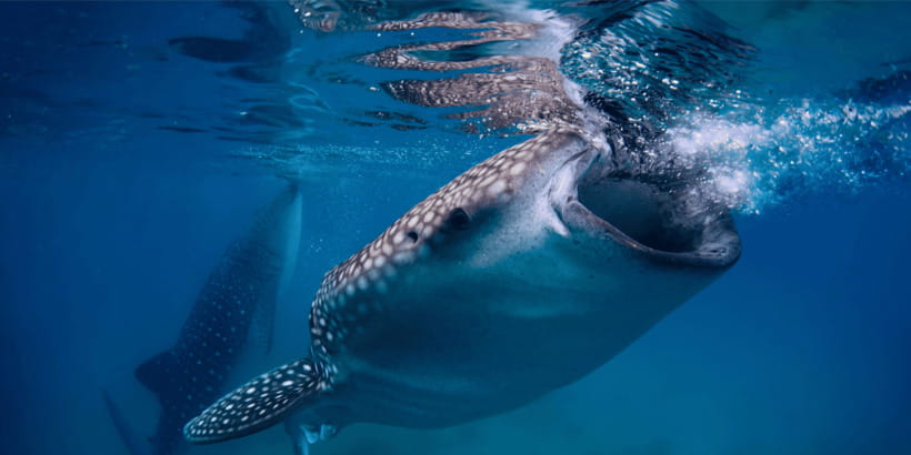 Cebu: Whale Sharks, Tumalog Falls, and Monkey Sanctuary Tour - Meeting the whale sharks in Oslob