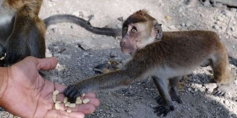 Cebu: Whale Sharks, Tumalog Falls, and Monkey Sanctuary Tour - Getting close to the monkeys