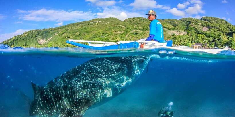 Cebu: Whale Sharks, Tumalog Falls, and Monkey Sanctuary Tour - The guide can shape the whole day