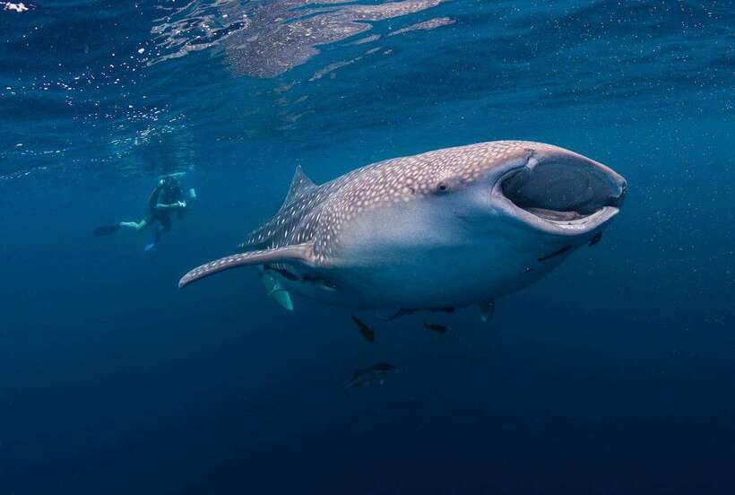 Cebu: Whaleshark Encounter, Sumilon Sandbar & Tumalog Falls - Three Cebu attractions in one demanding day