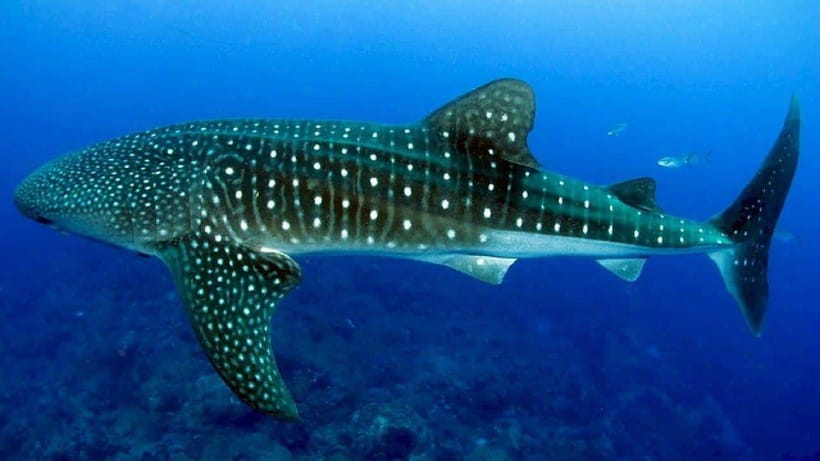 Cebu: Whaleshark Encounter, Sumilon Sandbar & Tumalog Falls - Oslob whale sharks and the ethical question