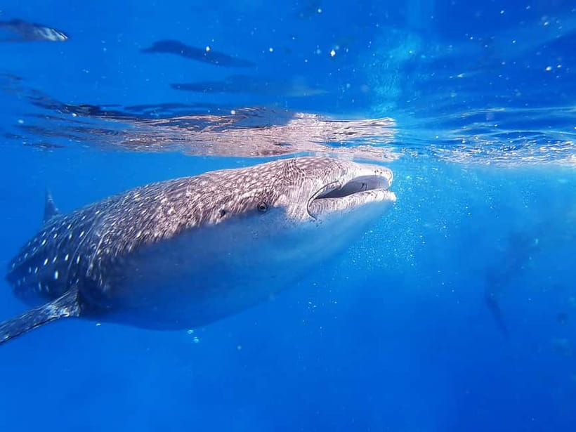 Cebu: Whaleshark Encounter, Sumilon Sandbar & Tumalog Falls - Who should book this Cebu day tour?
