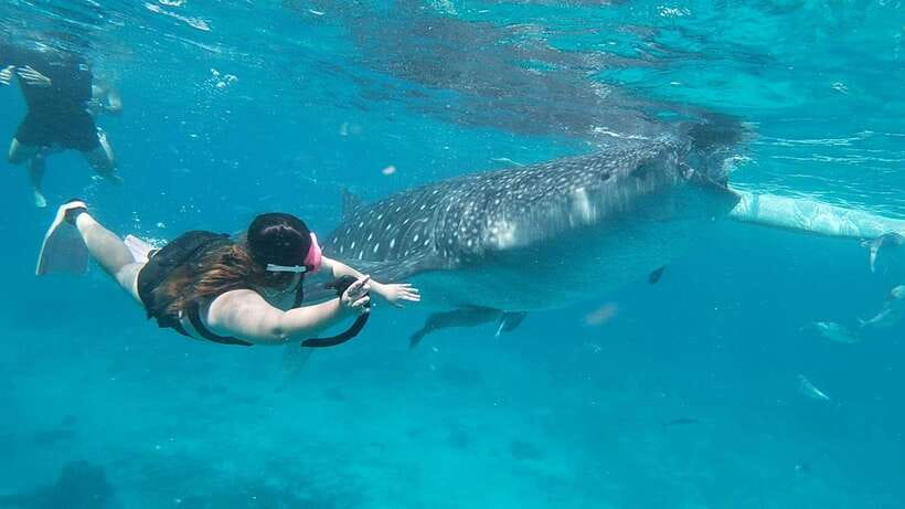 Cebu: Whaleshark Encounter, Tumalog Falls & Sumilon Sandbar - Key details at a glance