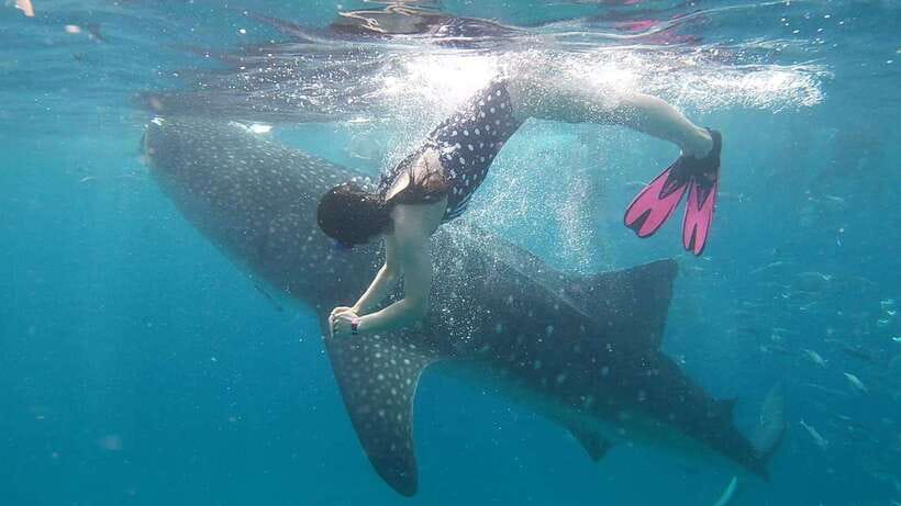 Cebu: Whaleshark Encounter, Tumalog Falls & Sumilon Sandbar - Getting close to Oslob’s whale sharks