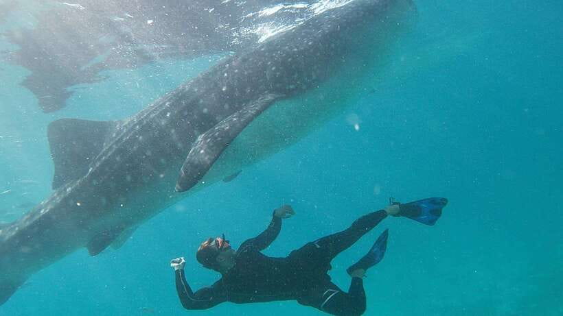 Cebu: Whaleshark Encounter, Tumalog Falls & Sumilon Sandbar - The early road to Oslob