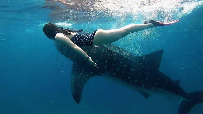 Cebu: Whaleshark Swimming & Kawasan falls Canyoneering Tour - Five things to know before booking