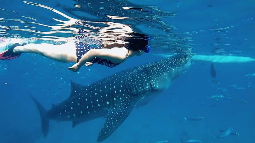 Cebu: Whaleshark Swimming & Kawasan falls Canyoneering Tour - Why this Cebu combination works