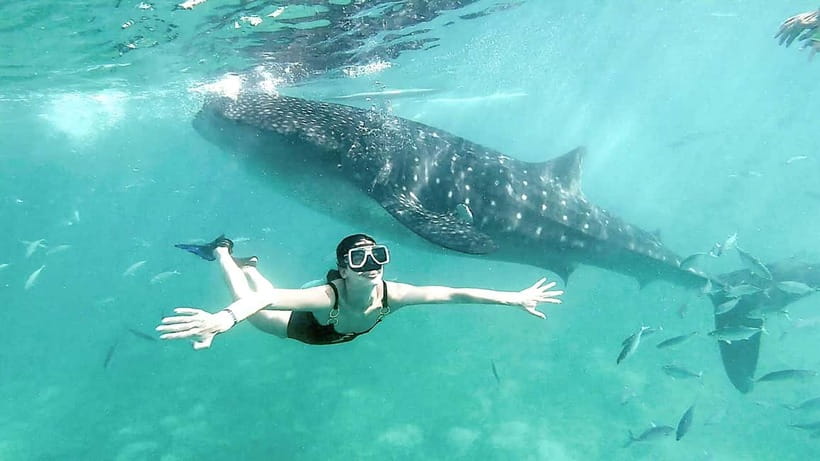 Cebu: Whaleshark Swimming & Kawasan falls Canyoneering Tour - Oslob whale sharks: magical water, crowded shore