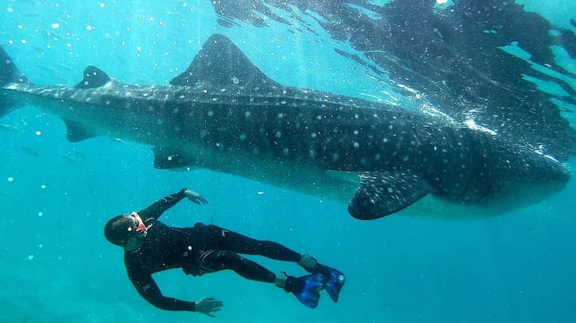 Cebu: Whaleshark Swimming & Kawasan falls Canyoneering Tour - Filipino lunch by the beach