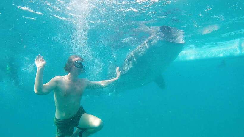 Cebu: Whaleshark Swimming & Kawasan falls Canyoneering Tour - Who should book this tour?