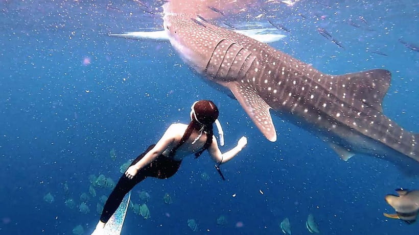 Cebu: Whaleshark Swimming & Kawasan falls Canyoneering Tour - The pre-dawn pickup and road to Oslob