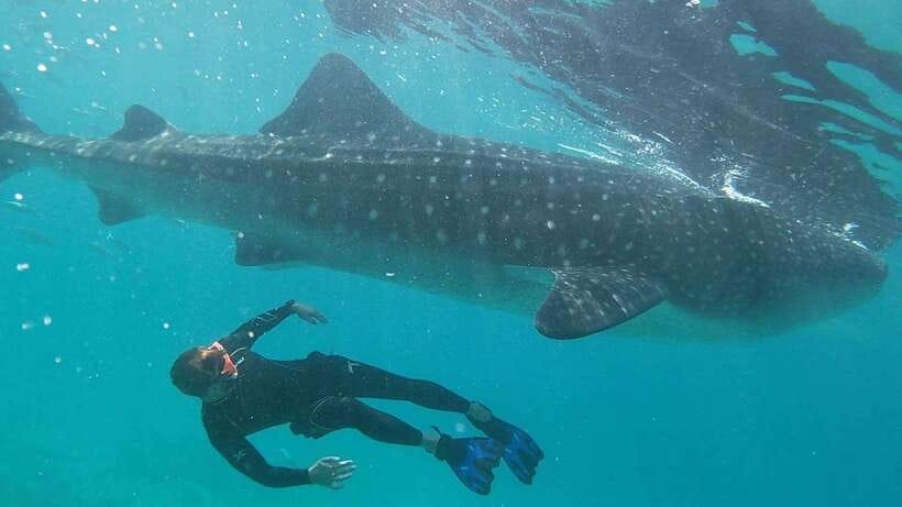 Cebu: WhaleShark , Tumalog Falls, & Sardine Run Snorkeling - Is $124 Fair for This Cebu Combination Tour?