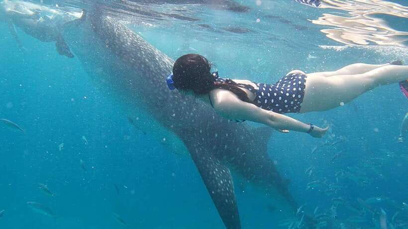 Cebu: WhaleShark , Tumalog Falls, & Sardine Run Snorkeling - The Long Transfers Matter