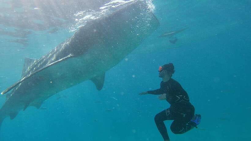 Cebu: WhaleShark , Tumalog Falls, & Sardine Run Snorkeling - Who Will Enjoy This Day Most?