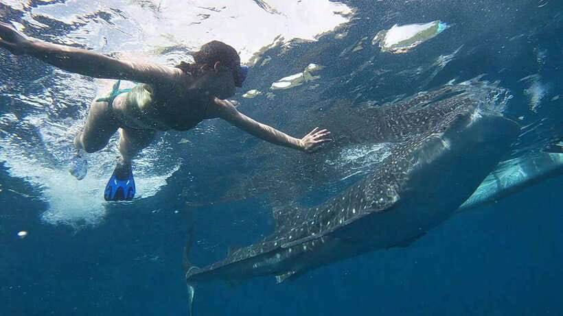 Cebu: WhaleShark , Tumalog Falls, & Sardine Run Snorkeling - Should You Book the Cebu Whale Shark and Sardine Tour?