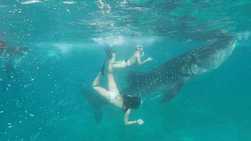 Cebu: WhaleShark , Tumalog Falls, & Sardine Run Snorkeling - Breakfast After the Water