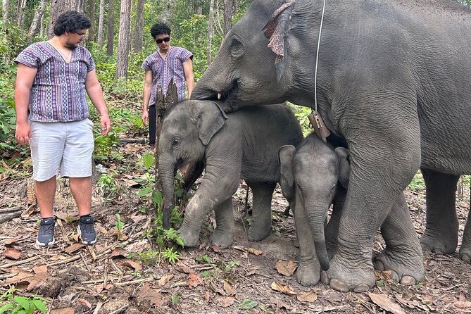 Chiang Mai 1 Day: Elephant Sanctuary, Waterfall & Bamboo Rafting - Meeting the elephants at Doi Inthanon
