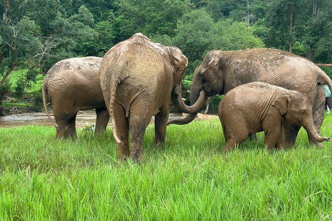 Chiang Mai 3 in 1 Zipline, Elephants and Sticky Waterfall - Thai lunch between the forest stops