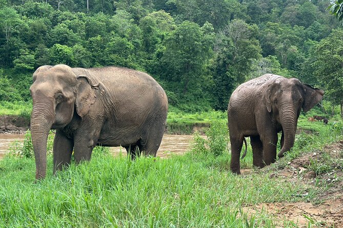 Chiang Mai 3 in 1 Zipline, Elephants and Sticky Waterfall - Is $120.06 a fair price?