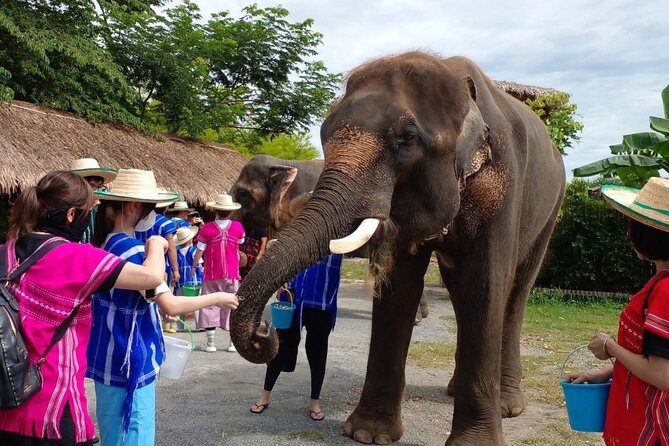 Chiang Mai Chapulin Elephant Care and Sticky Waterfall - Key points before you book