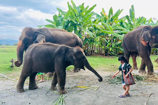 Chiang Mai Chapulin Elephant Care and Sticky Waterfall - Why Chapulin feels different from a standard elephant stop