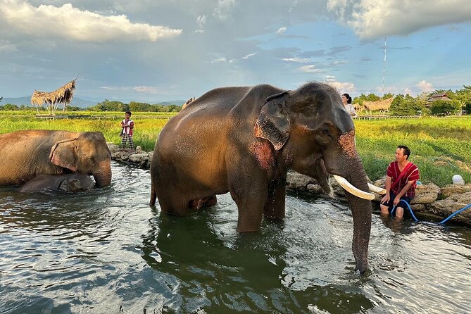 Chiang Mai Chapulin Elephant Care and Sticky Waterfall - Bathing, playing, and getting wet