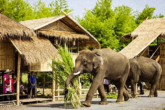 Chiang Mai Chapulin Elephant Care and Sticky Waterfall - Thai lunch or afternoon tea at the cafe