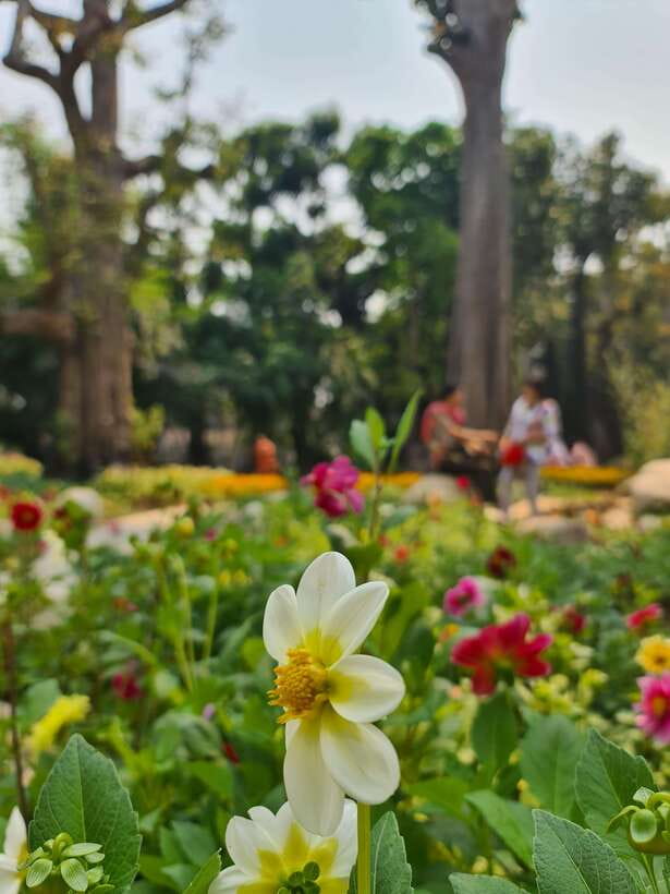 Chiang Mai: Dantewada Land of Angels & Sticky Waterfall Tour - The short walk to the Seven-Colored Fountain