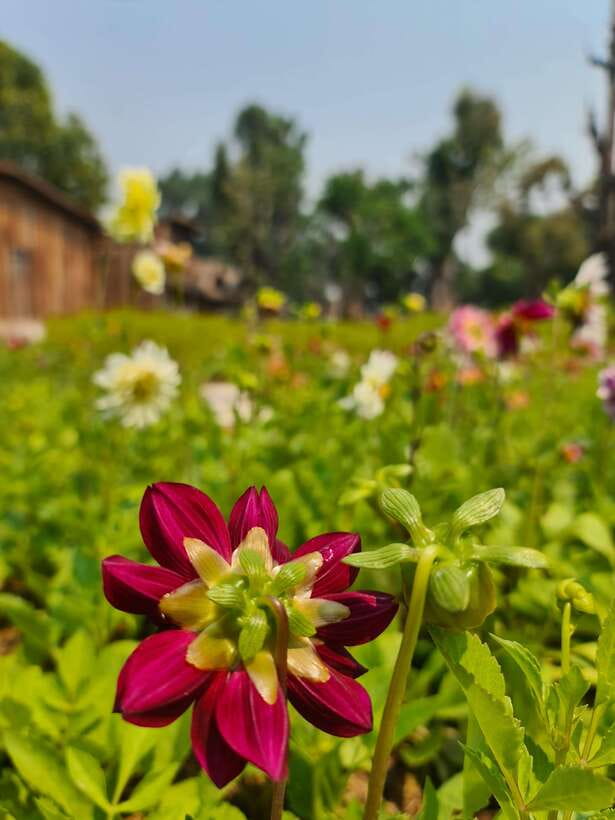 Chiang Mai: Dantewada Land of Angels & Sticky Waterfall Tour - Guides, photos, and the small-group advantage