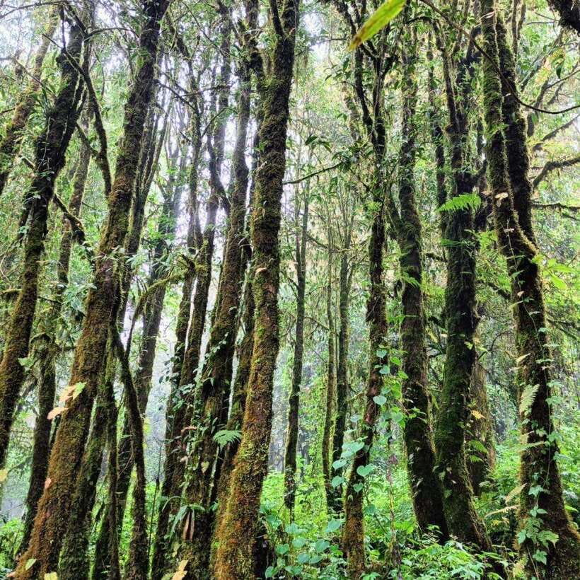 Chiang Mai: Doi Inthanon National Park & Waterfall Day Tour - A useful pause at the Hmong Market