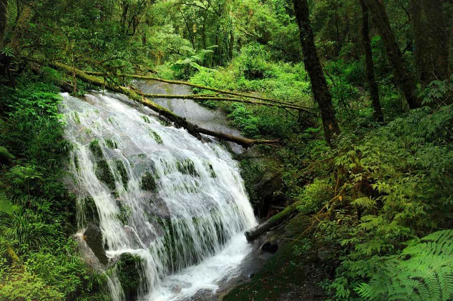 Chiang Mai: Doi Inthanon National Park, Waterfall & Lunch - From Chiang Mai to the Roof of Thailand