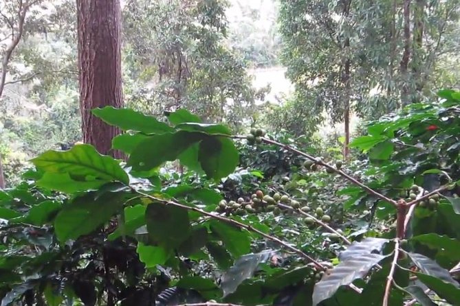 CHIANG MAI: Doi Inthanon-Trekking Pha Dok Seaw-Waterfall-Lunch - Ban Mae Klang Luang and Karen coffee
