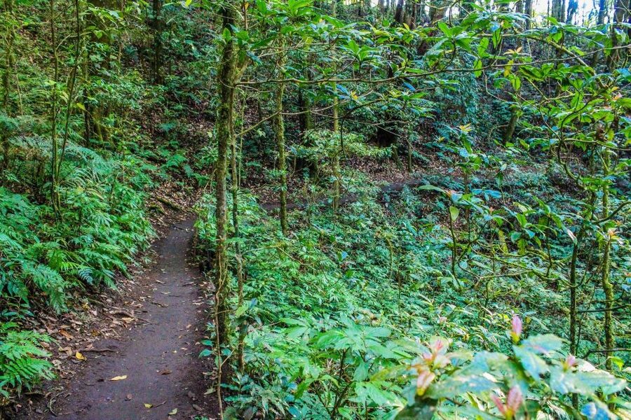 Chiang Mai: Doi Inthanon, Waterfalls, & Tribal Villages Tour - Is $36 good value for a full day?