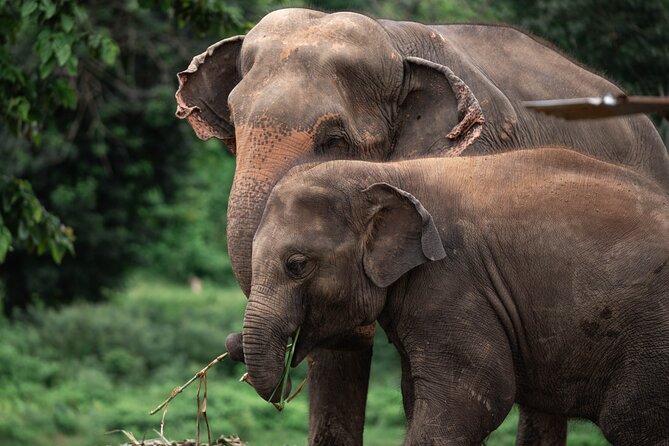 Chiang Mai Elephant Sanctuary, Bamboo Rafting and Waterfall Tour - Three Chiang Mai experiences in one day