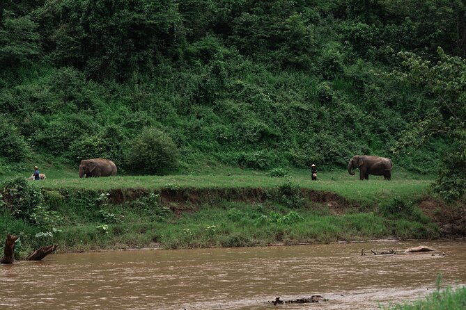 Chiang Mai Elephant Sanctuary, Bamboo Rafting and Waterfall Tour - Meeting elephants at New Elephant Home