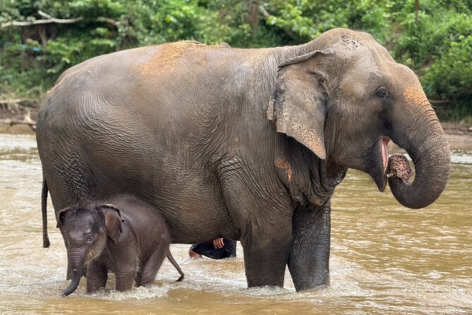 Chiang Mai Elephant Sanctuary, Bamboo Rafting and Waterfall Tour - Guides can make or break the day