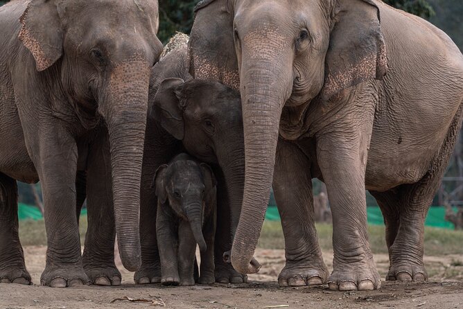 Chiang Mai Elephant Sanctuary, Bamboo Rafting and Waterfall Tour - What to bring and how to prepare
