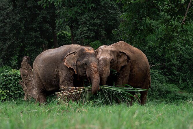 Chiang Mai Elephant Sanctuary, Bamboo Rafting and Waterfall Tour - Climbing Bua Tong Waterfall barefoot