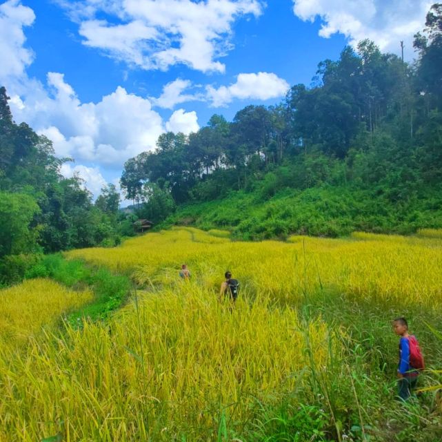 Chiang Mai: Elephant Sanctuary & Jungle Trek w/ Waterfall - One full day in Mae Wang