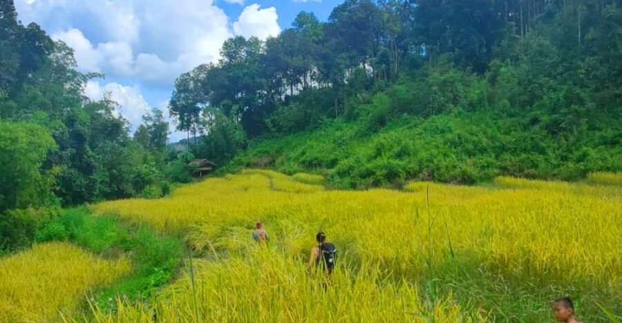 Chiang Mai: Elephant Sanctuary & Jungle Trek w/ Waterfall - Meeting the rescued elephants