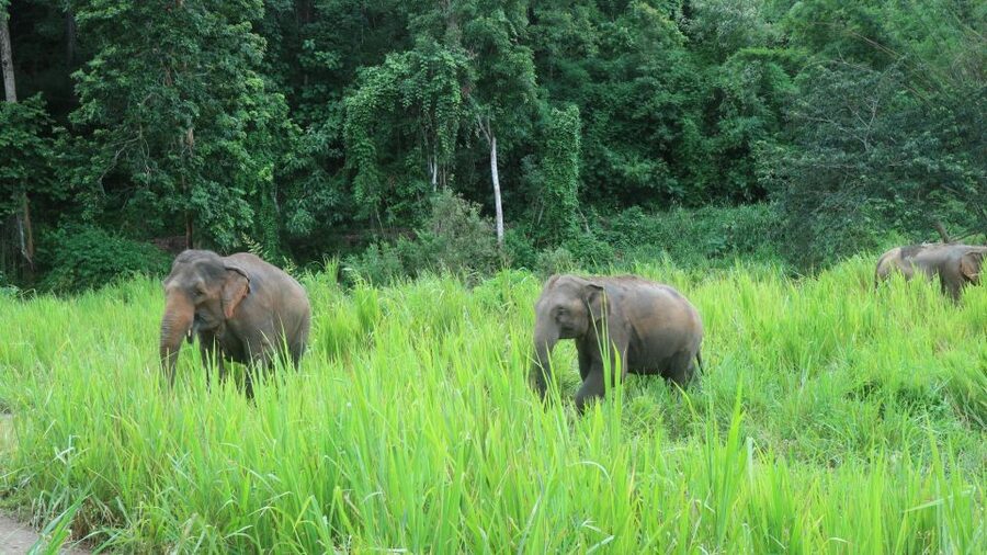 Chiang Mai: Elephant Sanctuary & Jungle Trek w/ Waterfall - What the guide adds to the day