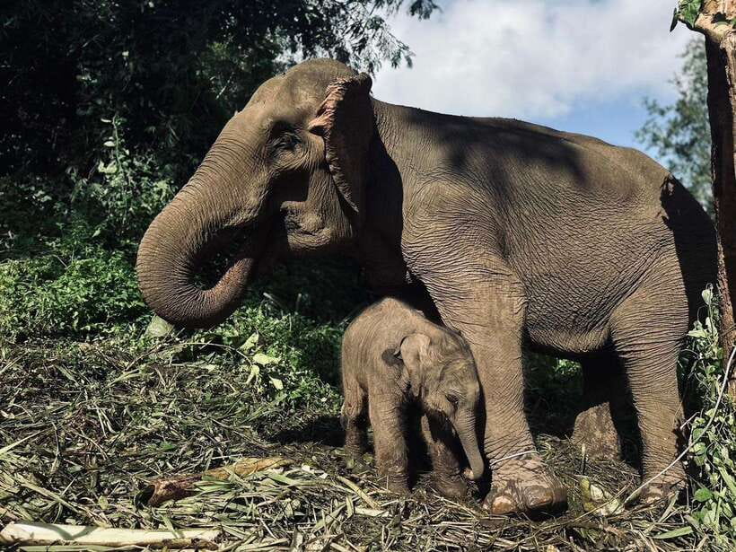 Chiang Mai: Elephant Sanctuary, Waterfall & Bamboo Rafting - Cooling off at Mae Wang Waterfalls