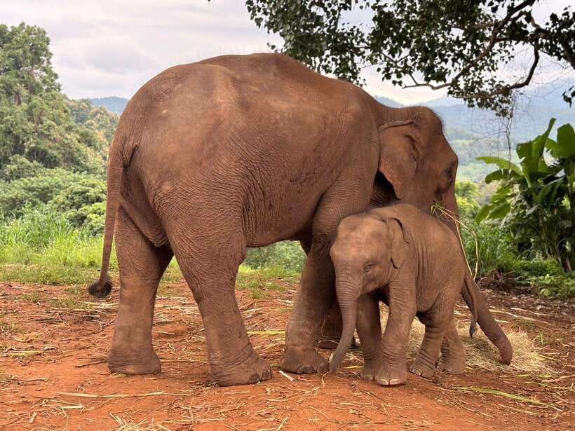 Chiang Mai: Elephant Sanctuary & Waterfall Group Tour - Why this tour works as a Chiang Mai day trip