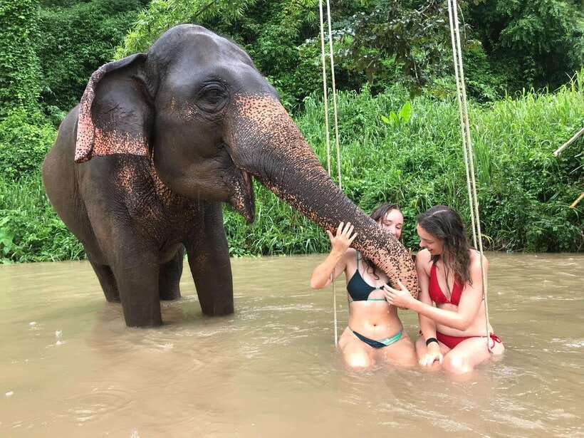 Chiang Mai: Elephant Sanctuary & Waterfall Group Tour - Three hours with rescued elephants at Pon Elephant Thailand
