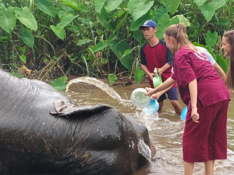 Chiang Mai: Elephants, Sticky Waterfalls, Market and Temple - Why this Chiang Mai day trip works so well