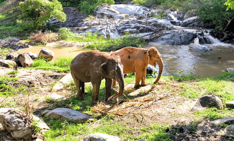 Chiang Mai: Ethical Half Day Elephant Sanctuary & Waterfall - The 1.5-hour ride from Chiang Mai