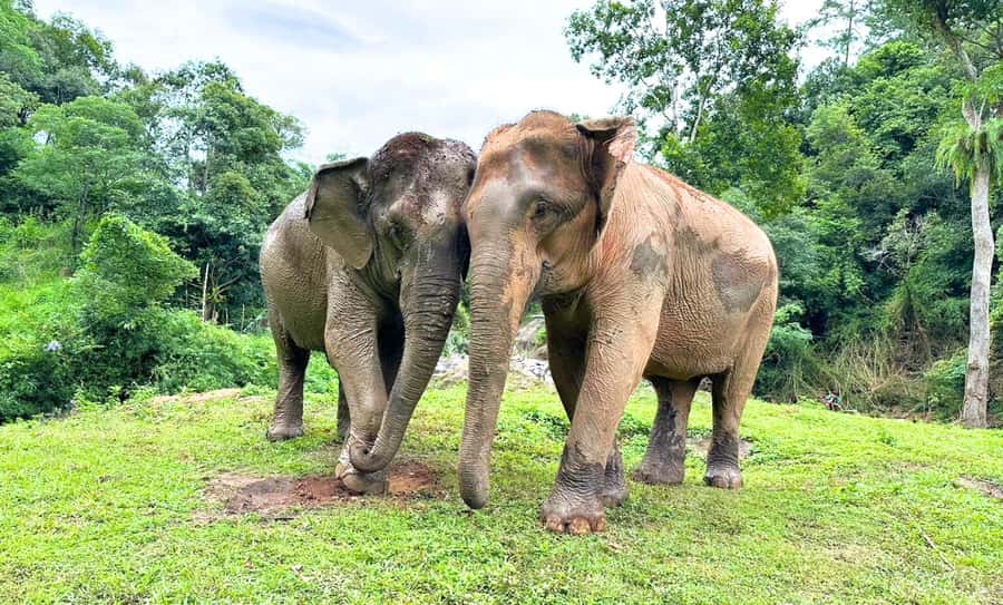 Chiang Mai: Full Day Ethical Elephant Sanctuary & Waterfall - Meeting elephants through food and observation
