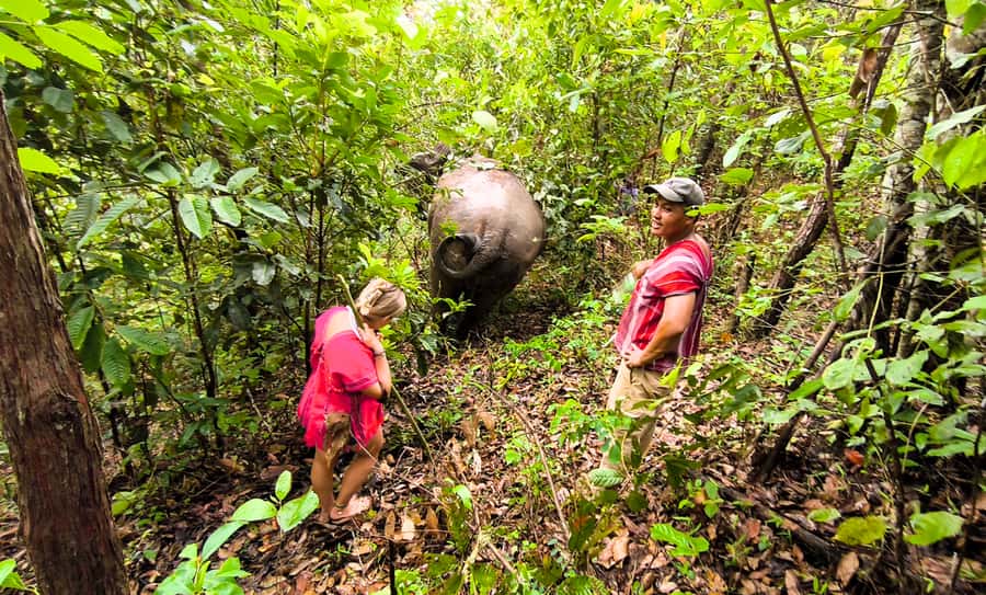 Chiang Mai: Full Day Ethical Elephant Sanctuary & Waterfall - Should you book Joy Elephant Sanctuary?