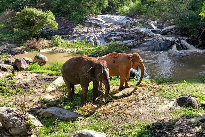 Chiang Mai Half Day Elephant Sanctuary Observation and Waterfall - Key details to know before booking