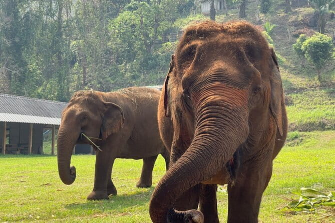 Chiang Mai Half Day Elephant Sanctuary Observation and Waterfall - Walking with elephants through the forest